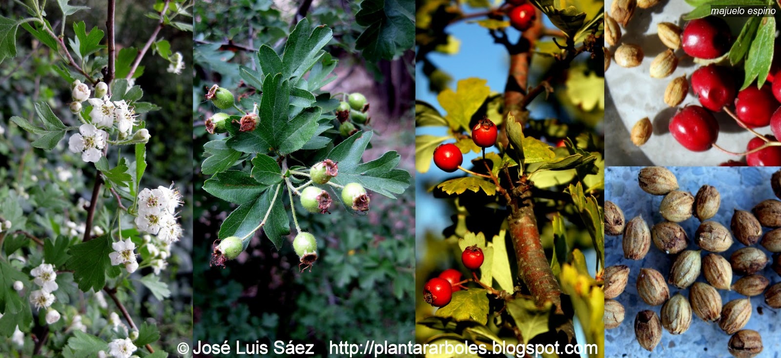 Majuelo Espino Albar Crataegus monogyna
