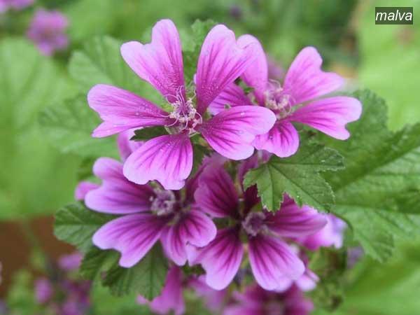 malva9 malva9
