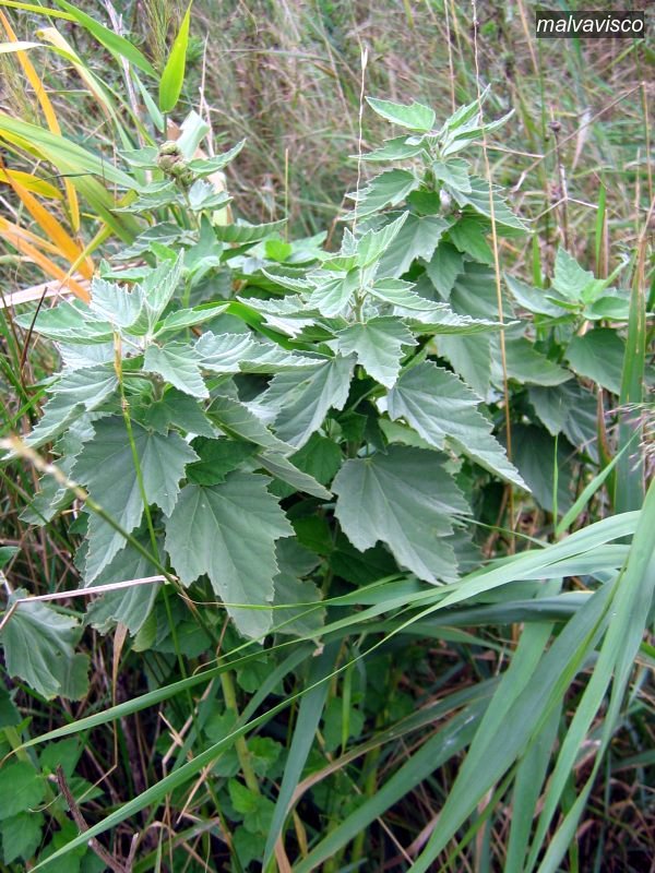 malvavisco1