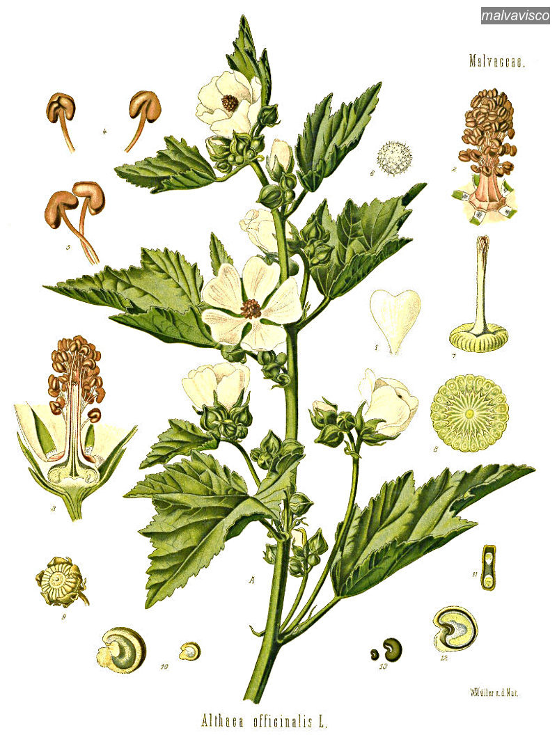 malvavisco3