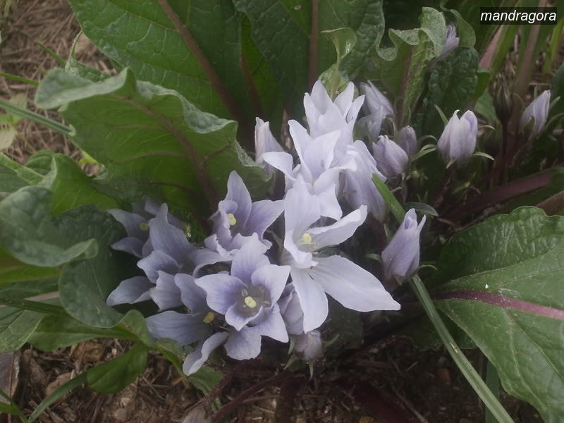 mandragora0 mandragora0
