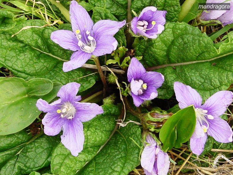 mandragora1 mandragora1