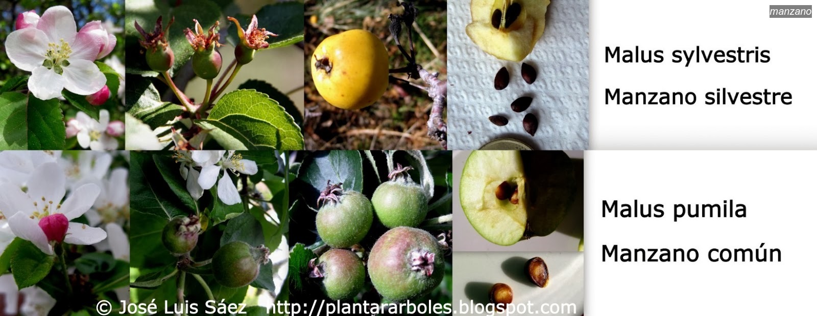 manzano malus