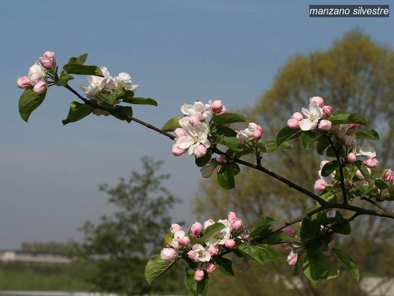 manzano silvestre malus sylvestris eetappel 1885