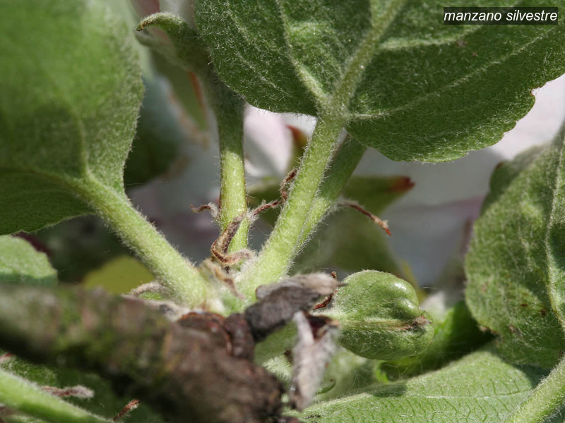 manzano silvestre malus sylvestris eetappel 1889