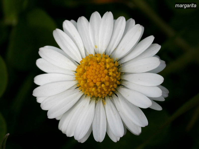 margarita bellis perennis 1723