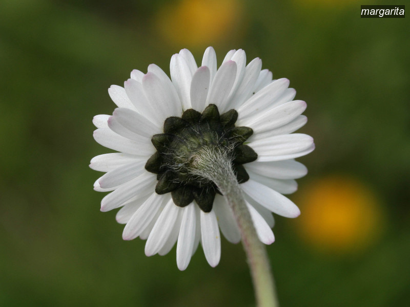 margarita bellis perennis 1724