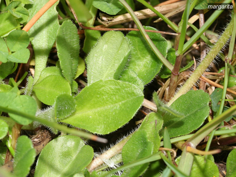 margarita bellis perennis 1725