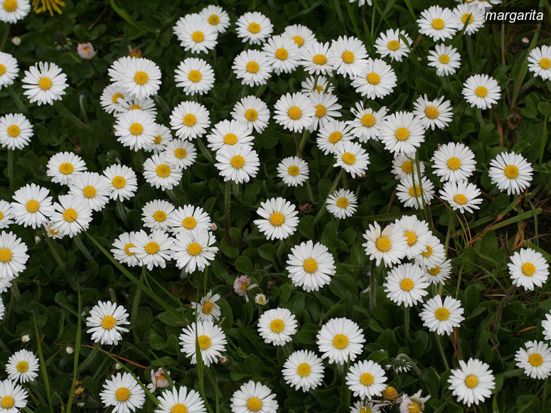 margarita bellis perennis madeliefje 1809