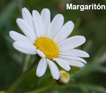 margariton4