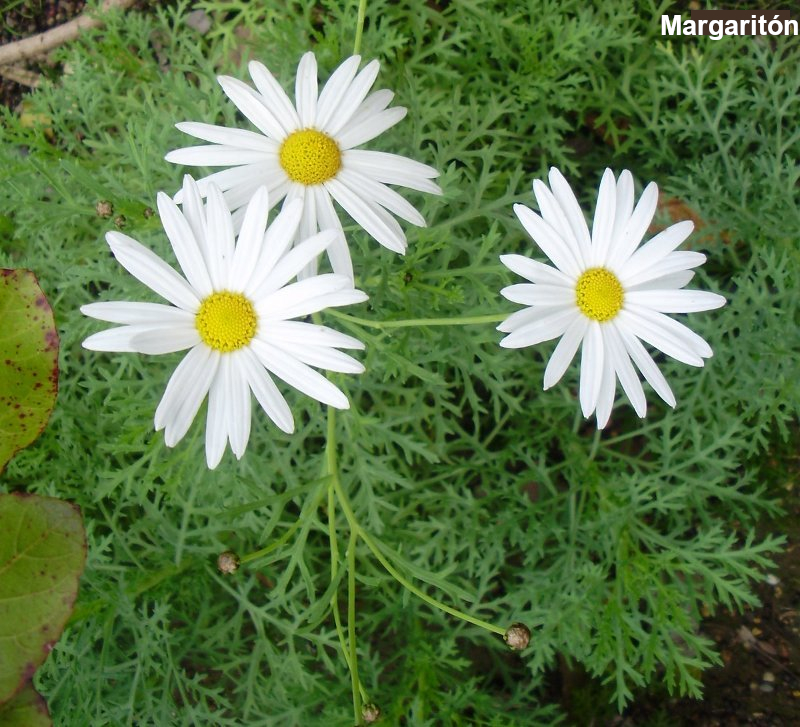 margariton5