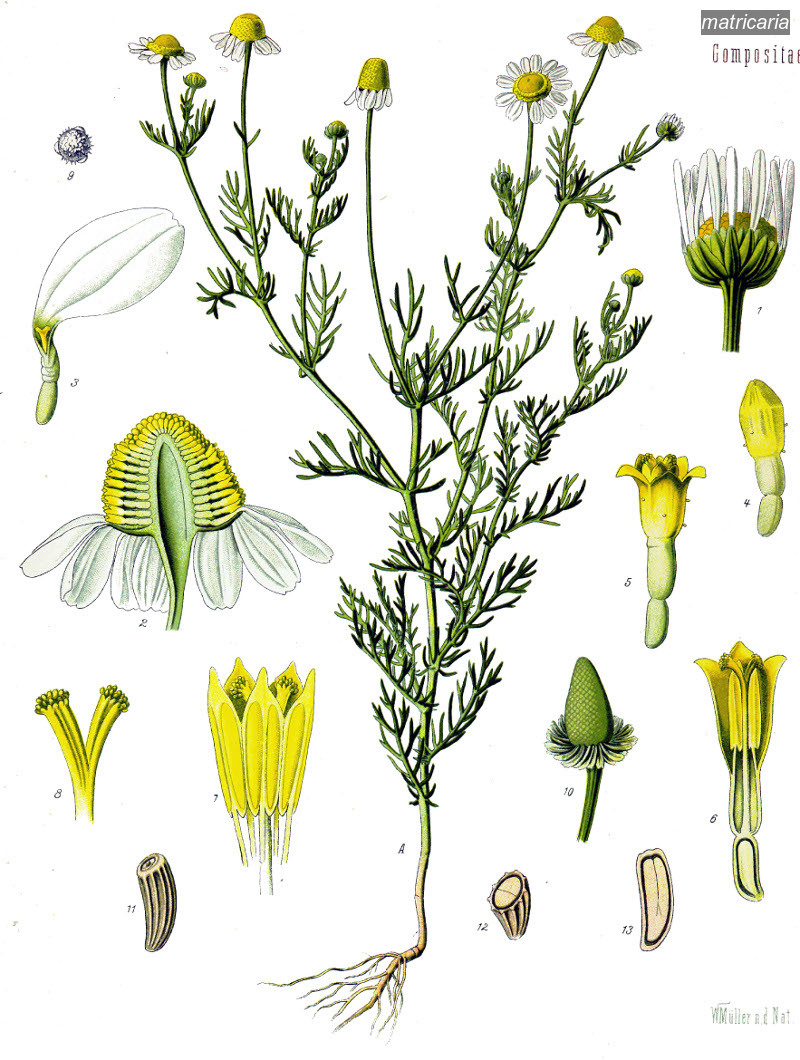 matricaria0