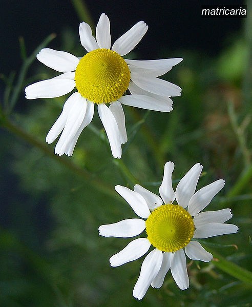 matricaria1