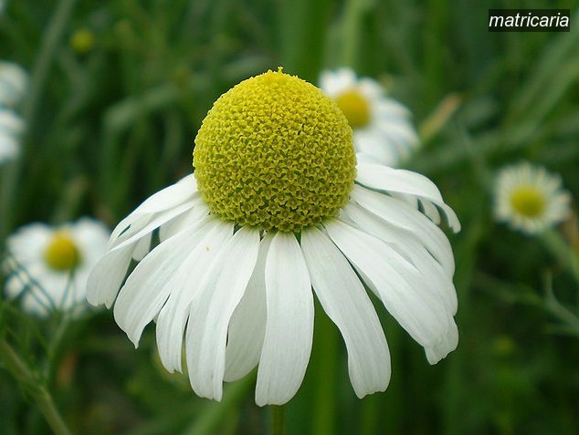 matricaria2