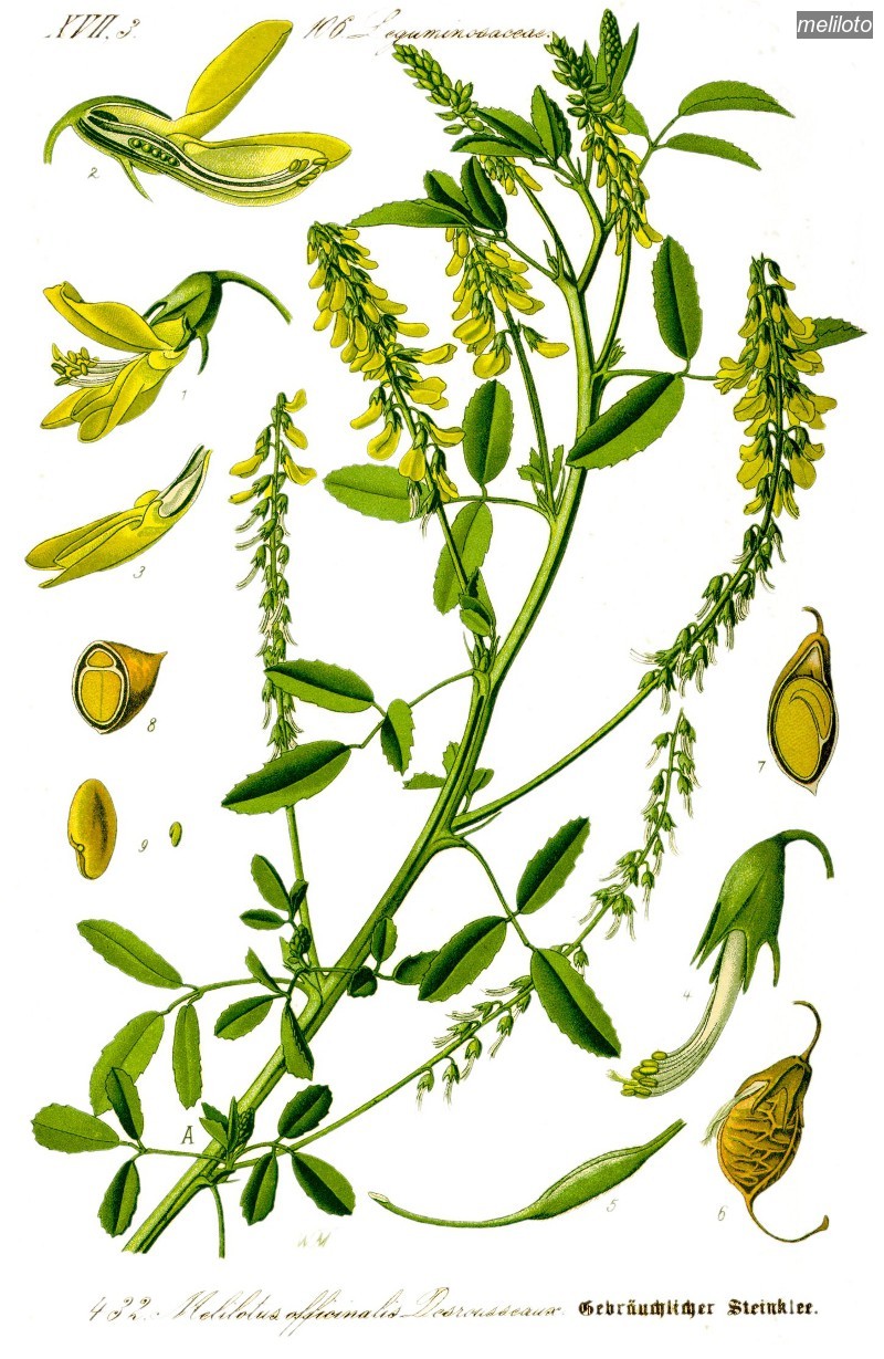 meliloto2 meliloto2