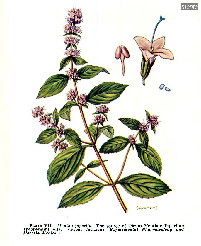 menta0