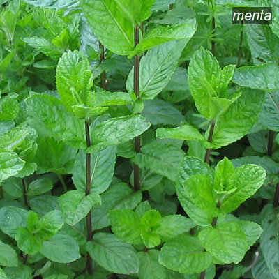 menta9