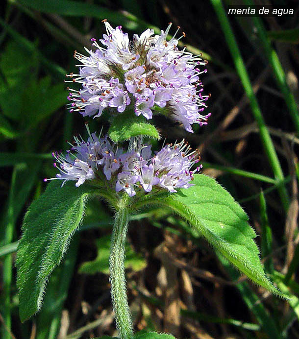 menta de agua2 menta de agua2