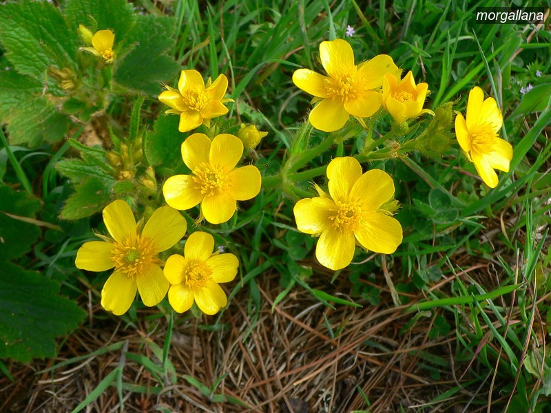morgallana1