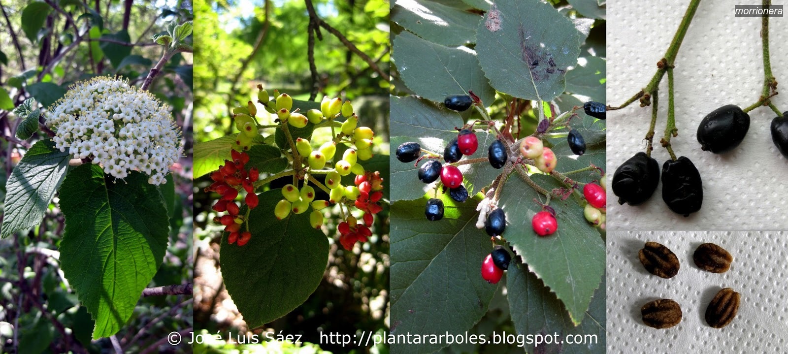 Morrionera Viburnum lantana