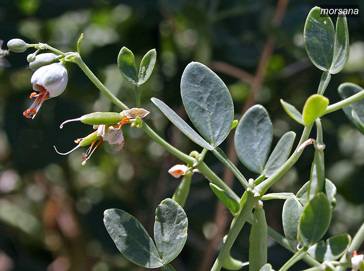 morsana0