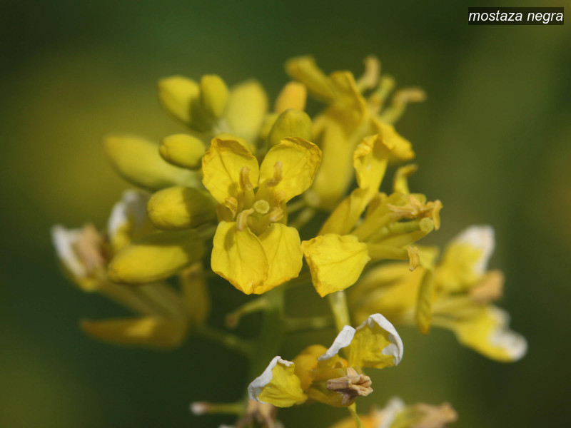 mostaza negra brassica nigra 3477