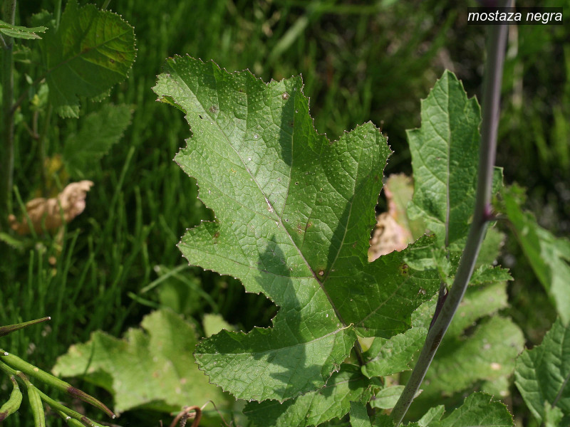 mostaza negra brassica nigra 3482