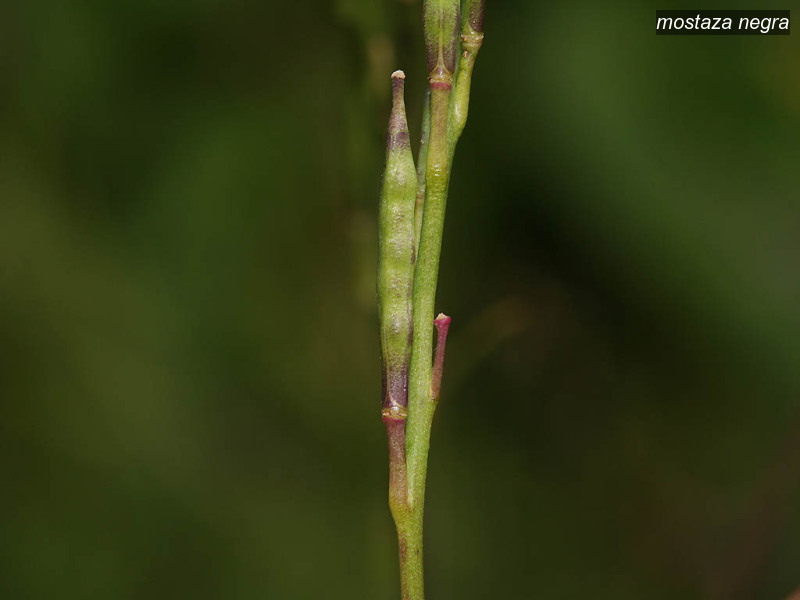 mostaza negra brassica nigra zwarte mosterd 3488