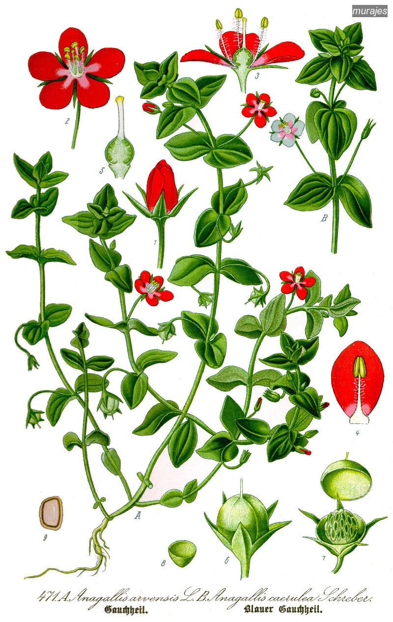 murajes arvensis0