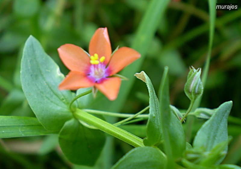 murajes arvensis1