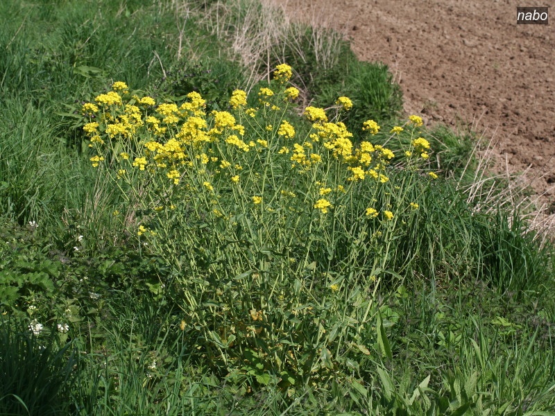 nabo brassica rapa 1775