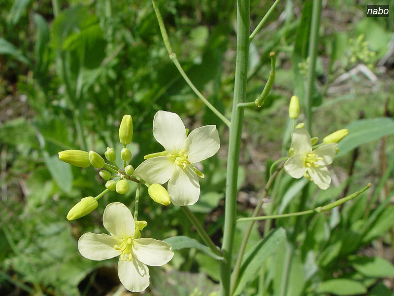 nabo brassica rapa raapzaad04