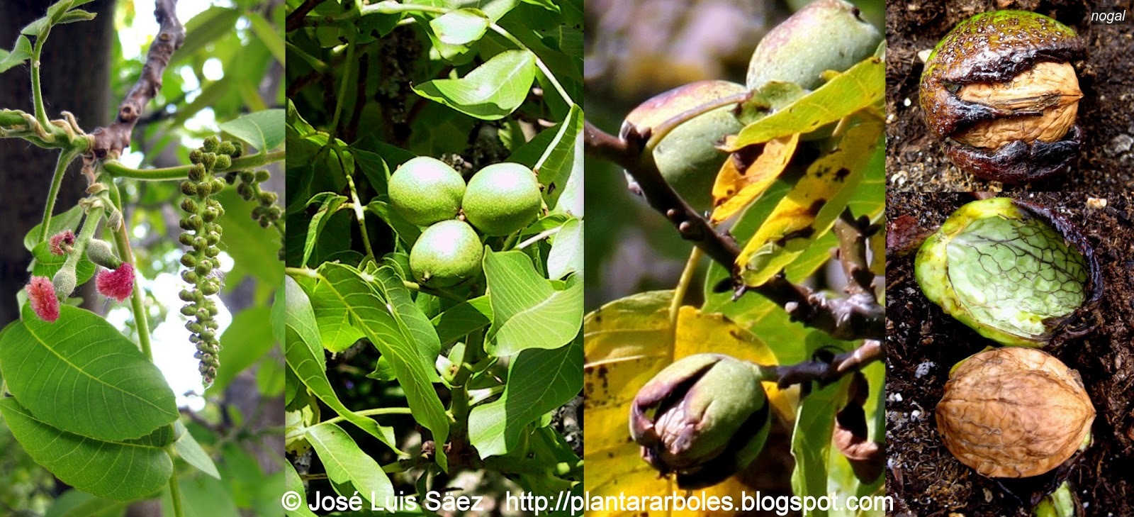 Nogal Juglans regia