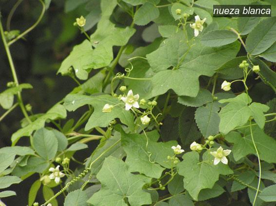 nueza blanca9