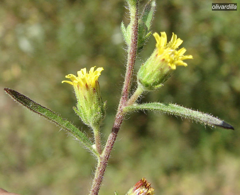olivardilla0