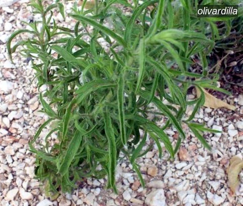 olivardilla2