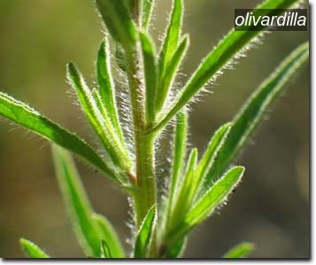 olivardilla3
