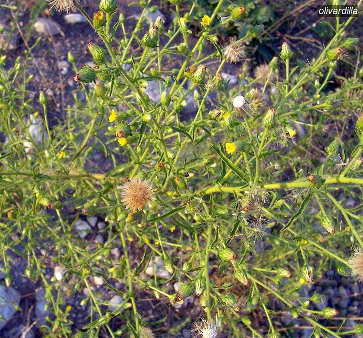 olivardilla5