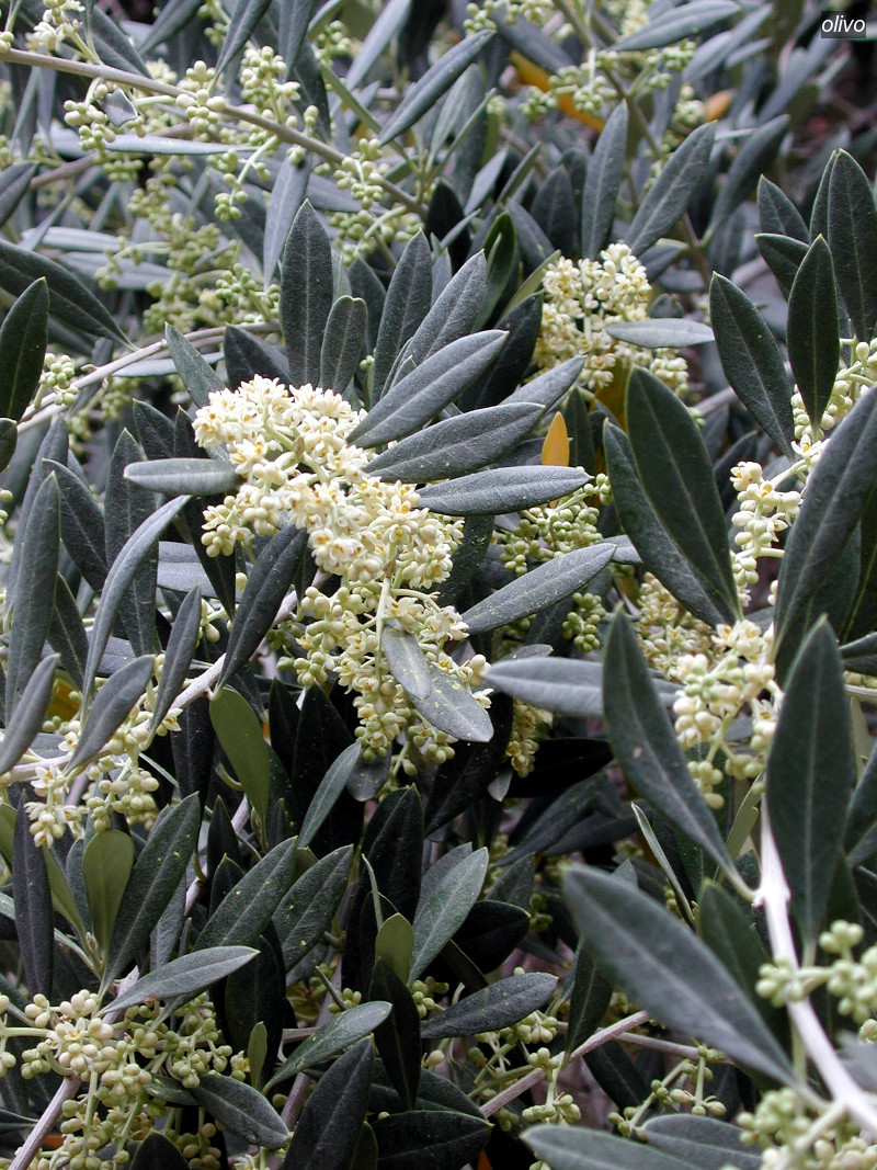 olivo1