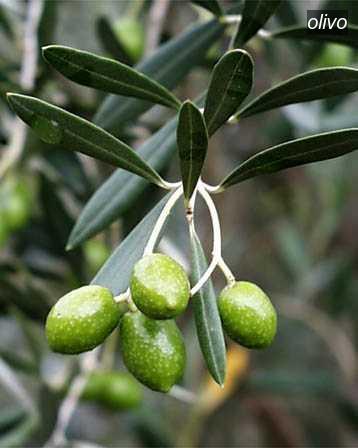 olivo9