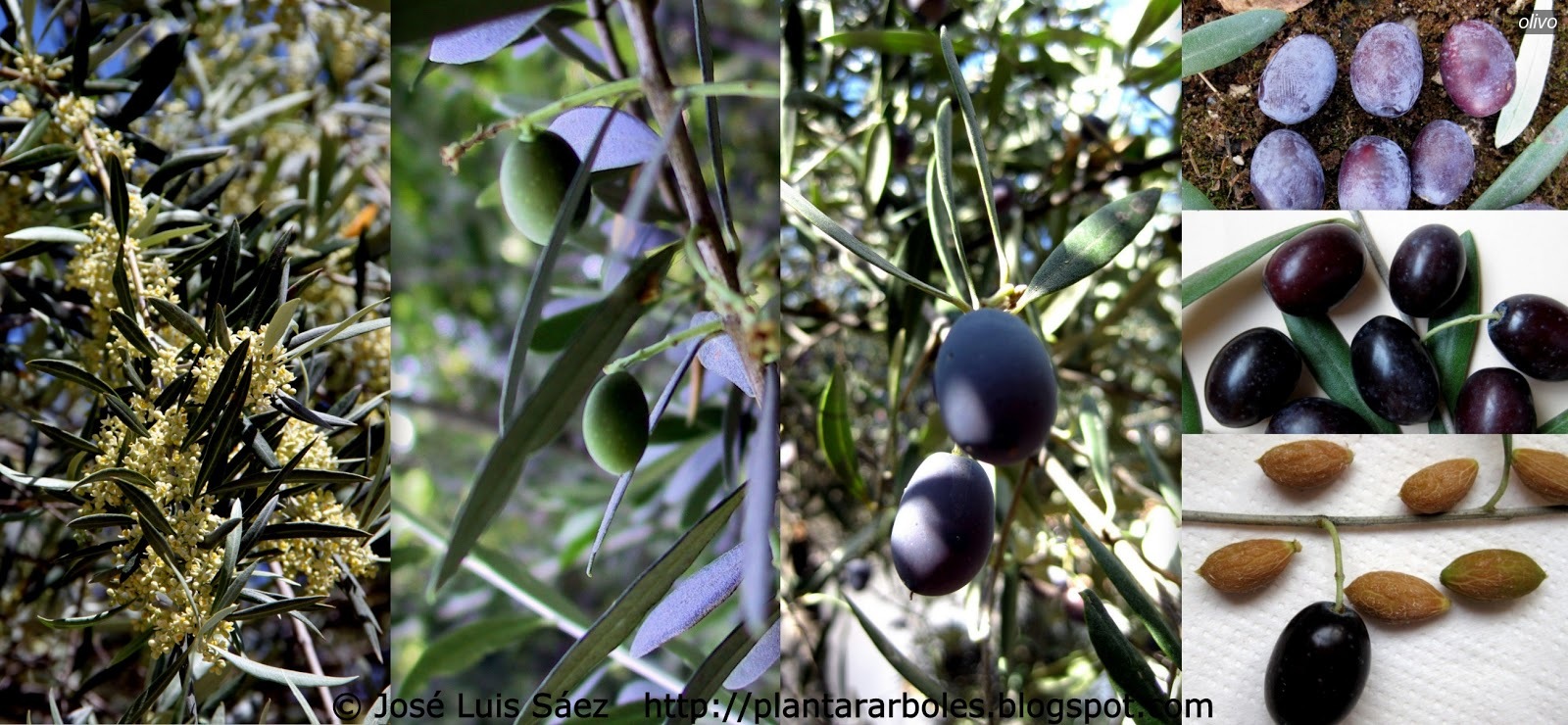 Olivo Olea europaea