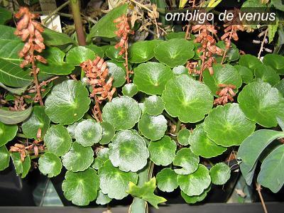 ombligo de venus0