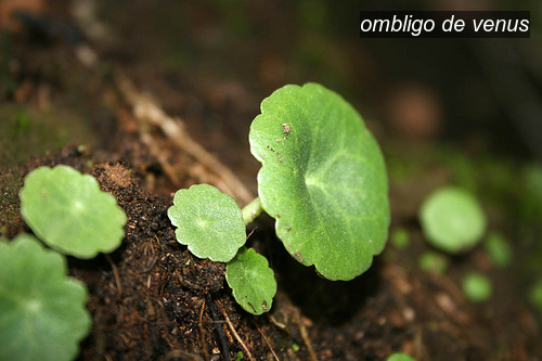 ombligo de venus1