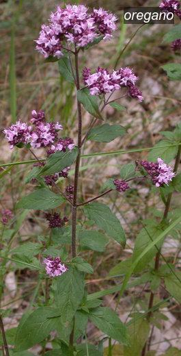 oregano9