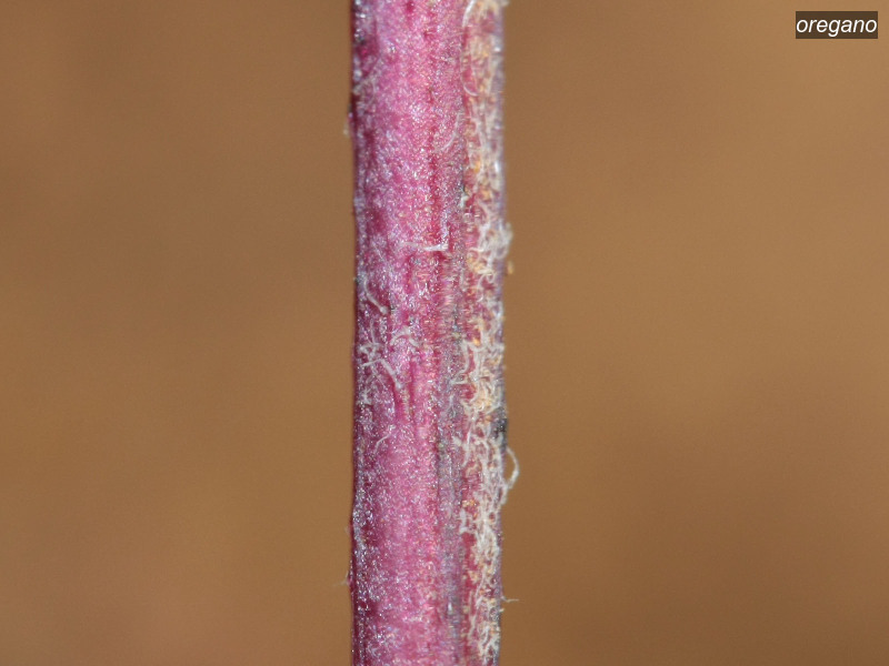 oregano origanum vulgare 4598