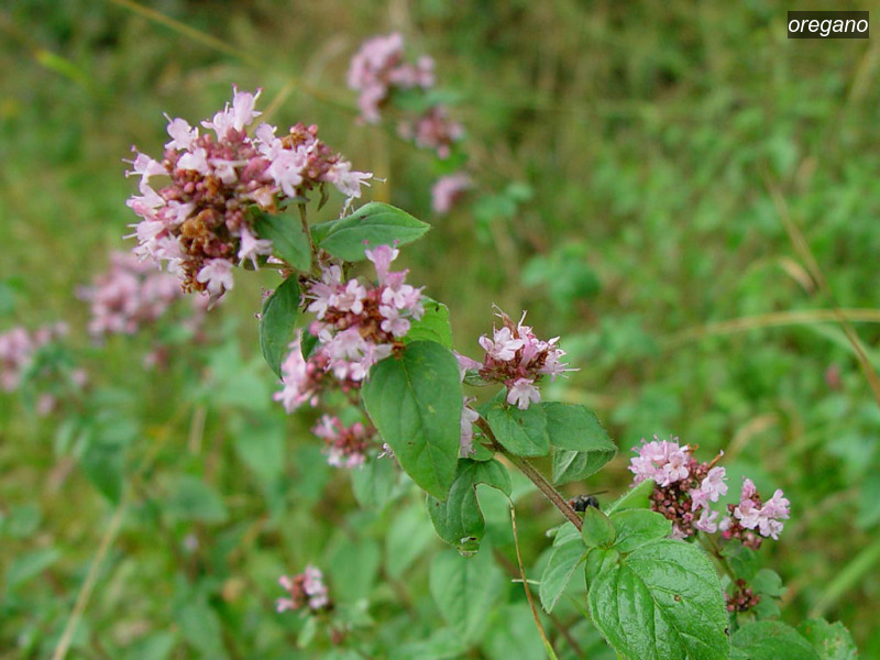 oregano origanum vulgare wilde marjolein02