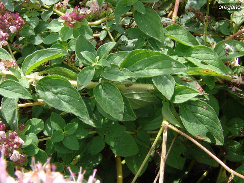 oregano origanum vulgare wilde marjolein 04637