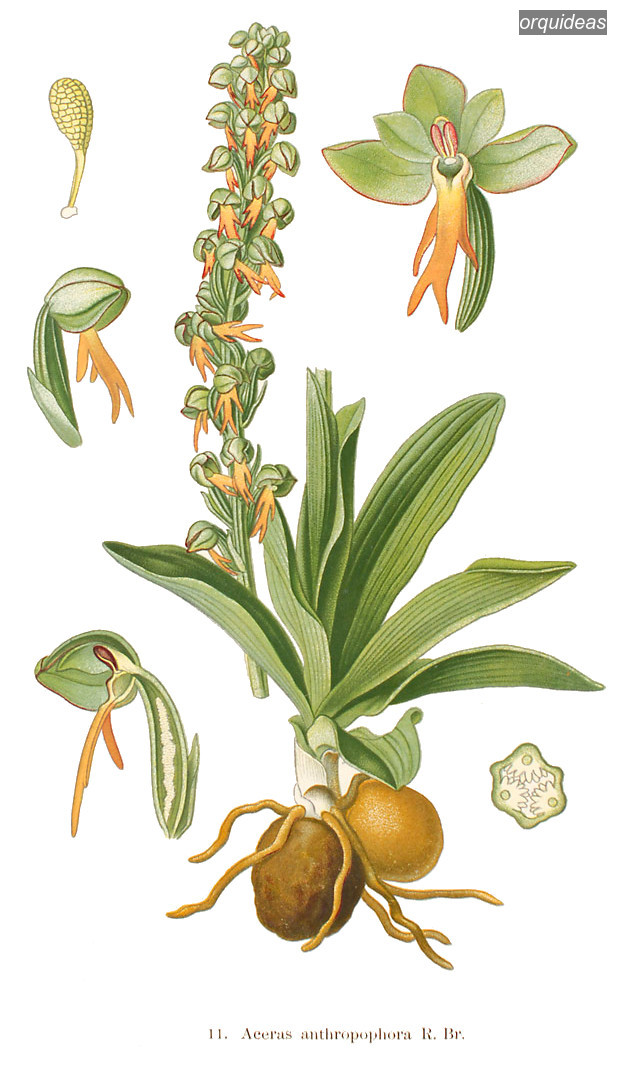 orquideas anthropophora orquideas anthropophora