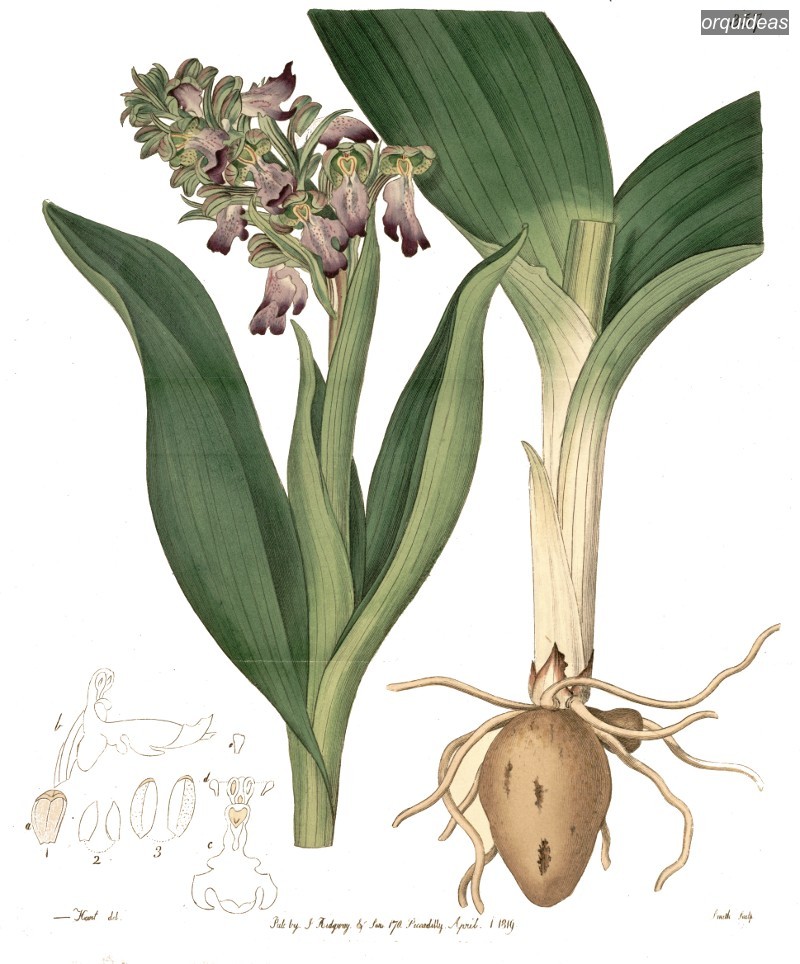 orquideas longibracteata orquideas longibracteata