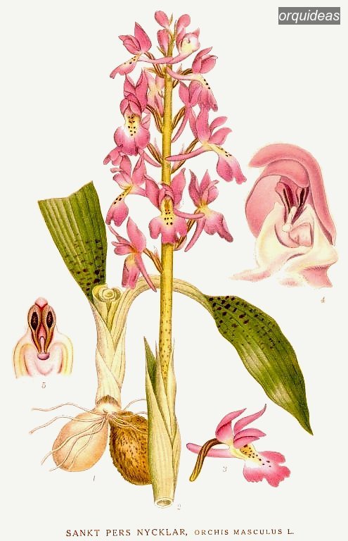 orquideas mascula orquideas mascula